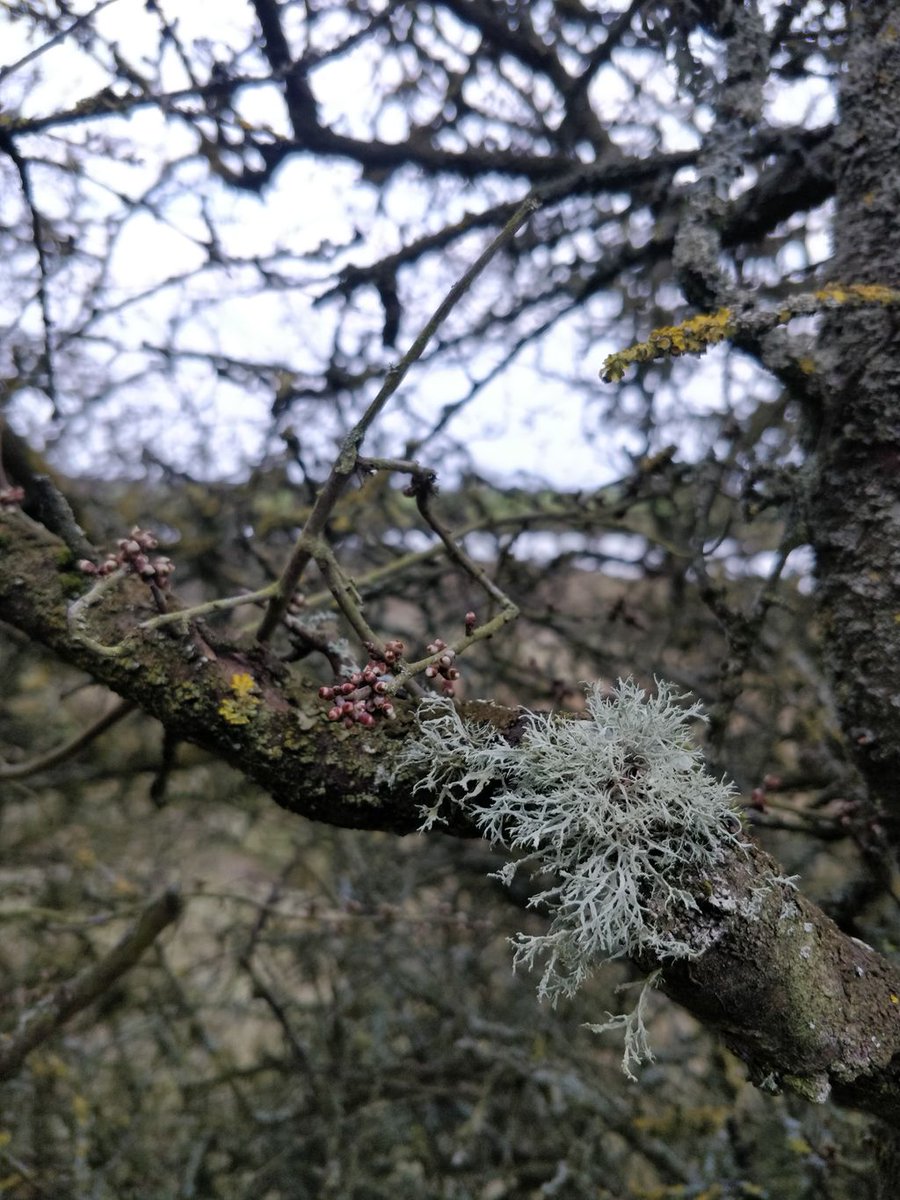 Kin. 
This tree, the lichen, the buds/blossom/fruit, the framing of the creek through the branches. The wisdom &amp; enduring I sense from its agedness, colours &amp; symbiotic co-existence.
I photograph ki often. I wonder now what it is about ki that I want to hold onto.

#kin #nature