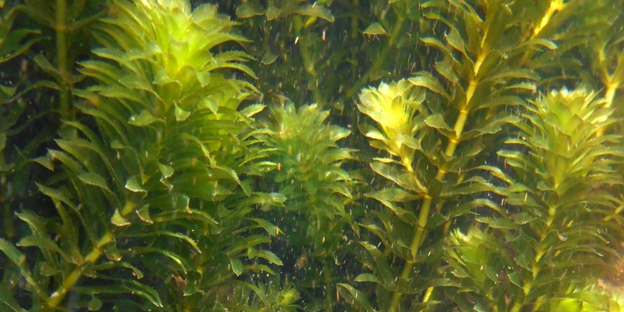 [#Naturae] Early detection and control of exotic aquatic plant Hydrilla verticillata (L.f.) Royle in Martinique (West Indies).

doi.org/10.5852/natura…
César DELNATTE, Cindy TEPIE POTIRON & Fabian RATEAU
#invasivespecies #FrenchWestIndies #plant #botany #aquaticinvasivespecies