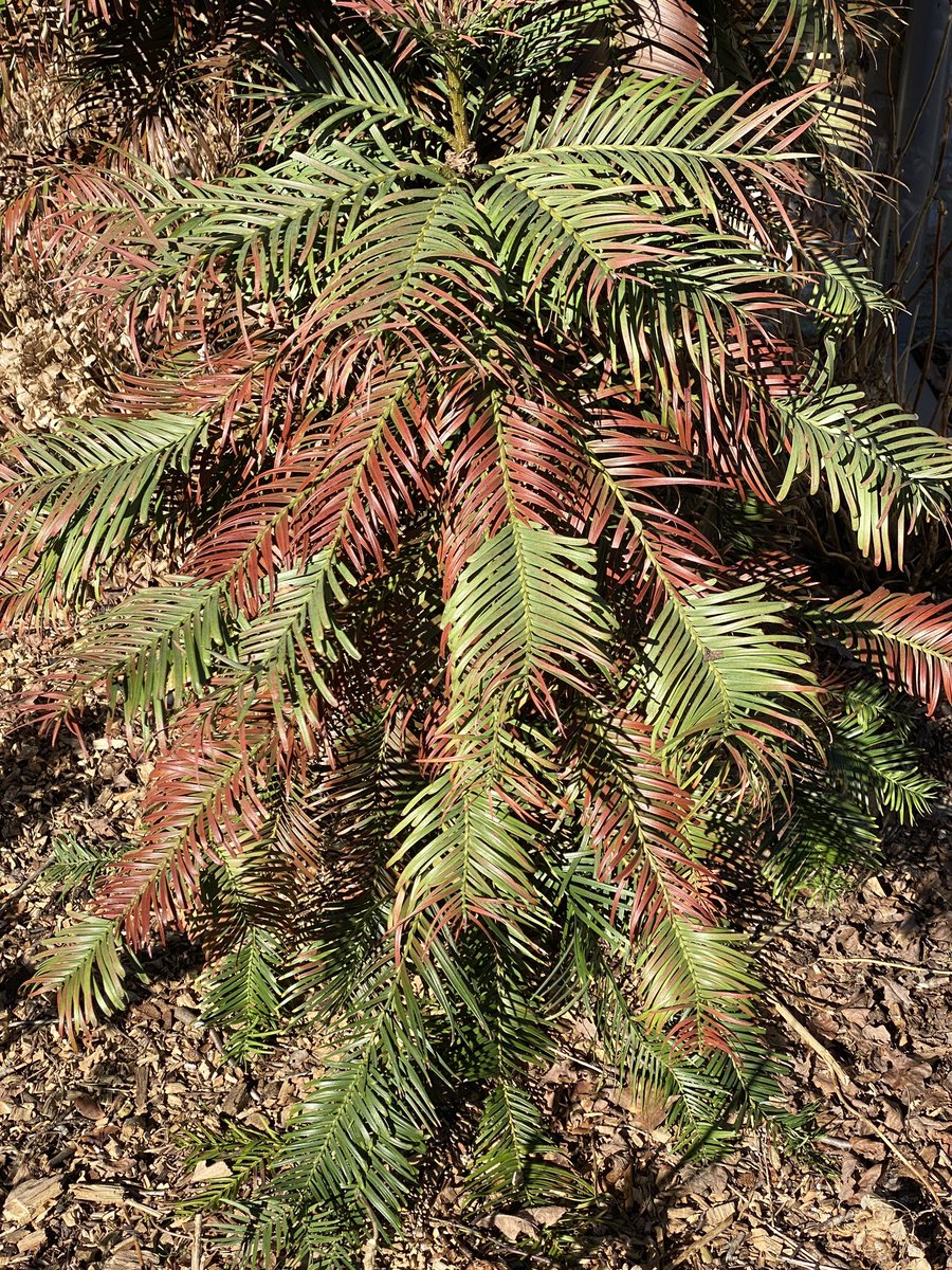 Frost damage on my Wollemi pine. 5 nights of temperatures of -12 to -19 degrees C. Tree was not covered or protected, it managed to escape frost damage all years before. Located in the Netherlands with a relatively mild climate. Tree about 5 meters tall. Tips anybody? #wollemia