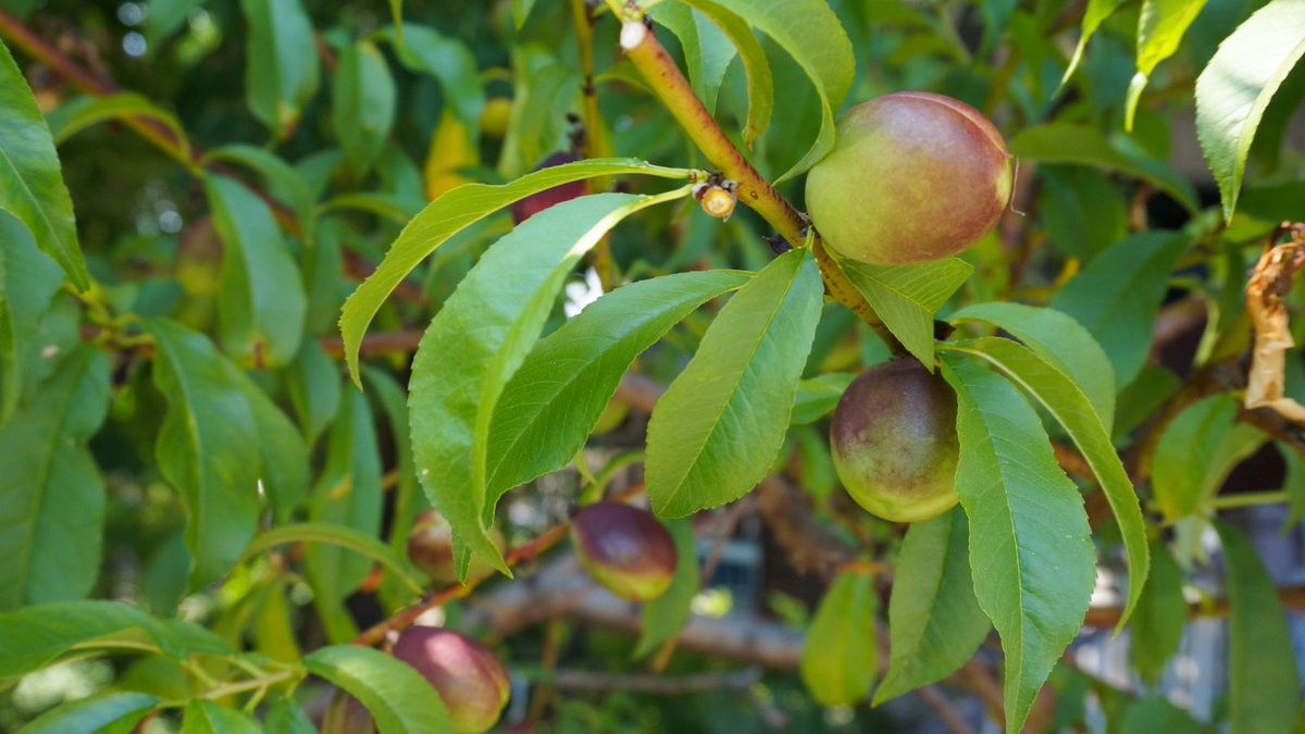 We think a fruit tree would make a pear-fect addition to your yard this spring! <a href="/transitionTO/">Transition Toronto</a>'s Tree Mobile is now open for fruit tree orders! Don't sleep on this! ow.ly/i5WG50DVfat