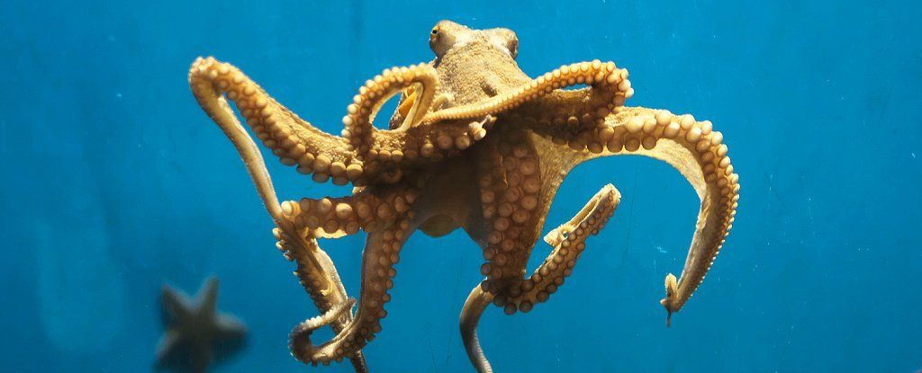 A new discovery shows that octopuses are likely to feel pain and respond in a similar to mammals way - both phisically and emotionally. buff.ly/3bYlXuo