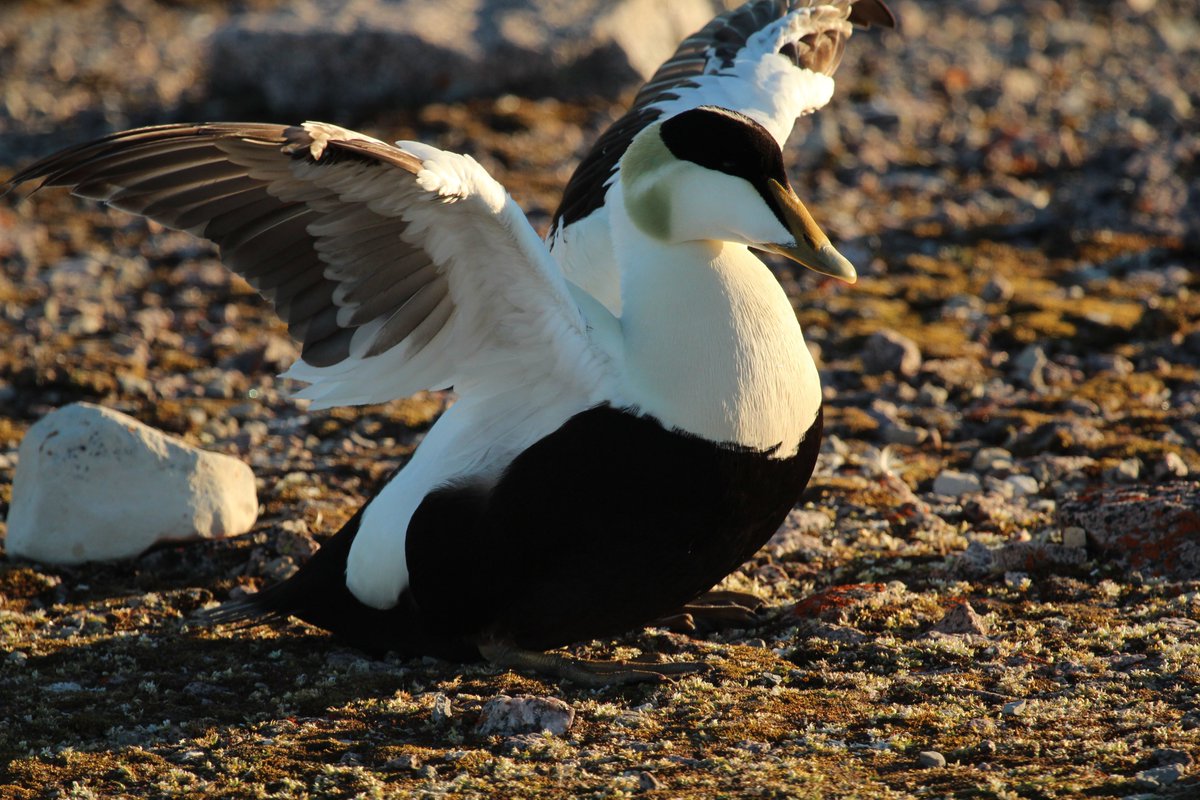 Eider ducks provide 'ecological services' as they move nutrients between marine and terrestrial ecosystems. This is especially critical to biological productivity and diversity in nutrient-poor environments such as the #arctic.   Read more in Oecologia:  rdcu.be/cgwWi