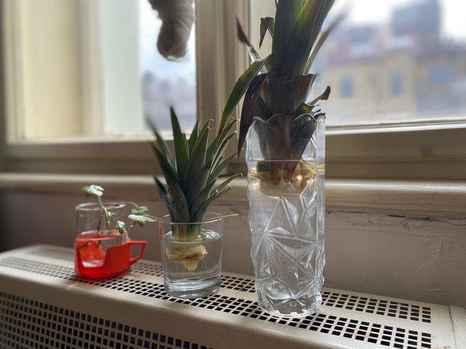 Expanding my regrow collection with some ivy ✨🙌🏻 https://t.co/hZffpbWcWF<a href="/tag/feet"class="tags"><span>#feet</span></a><a href="/tag/feetgoddess"class="tags"><span>#feetgoddess</span></a><a href="/tag/feetaddicted"class="tags"><span>#feetaddicted</span></a>