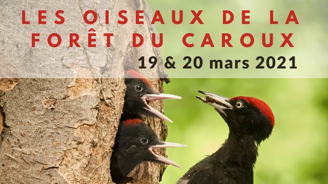 #biodiversité - Journée Internationale des Forêts 🌳
Pour célébrer la #JIF2021, le <a href="/PNRHL/">PNR du Haut-Languedoc</a> vous emmène à la découverte des 🐦🦅 de la forêt du Caroux, à travers 2 animations inédites : visio-conférence interactive + balade guidée le 19 &amp; 20/03. 
+ d'info ➡️ bit.ly/3sYU0JC