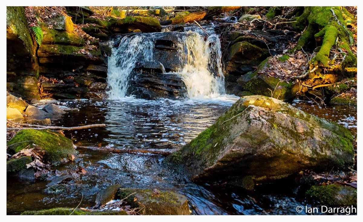 HHLandTrust's tweet photo. Presenting the Barnum Creek Nature Reserve puzzle! Order your puzzle by visiting our website! Thanks to https://t.co/YHDMuwGN0a for creating this fun puzzle! We also have a limited number of Dahl Forest puzzles available. #myhaliburtonhighlands @ONlandtrusts #buycloseby https://t.co/KF16hmjqT4
