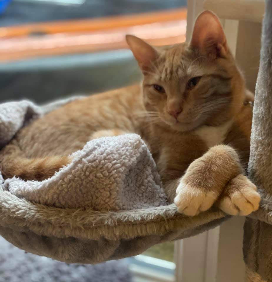 AlanDaffern's tweet photo. This is Mylo he's been #Missing for almost 3 weeks now since 18th February 2021 from #GreatPark #Gosforth #Newcastle #NE3. He is only 7 months old, #neutered & #chipped. He has white chest and white socks on his paws. https://t.co/7VfMiCaxD6 - #lostcat #scanme https://t.co/Ldjd815ege