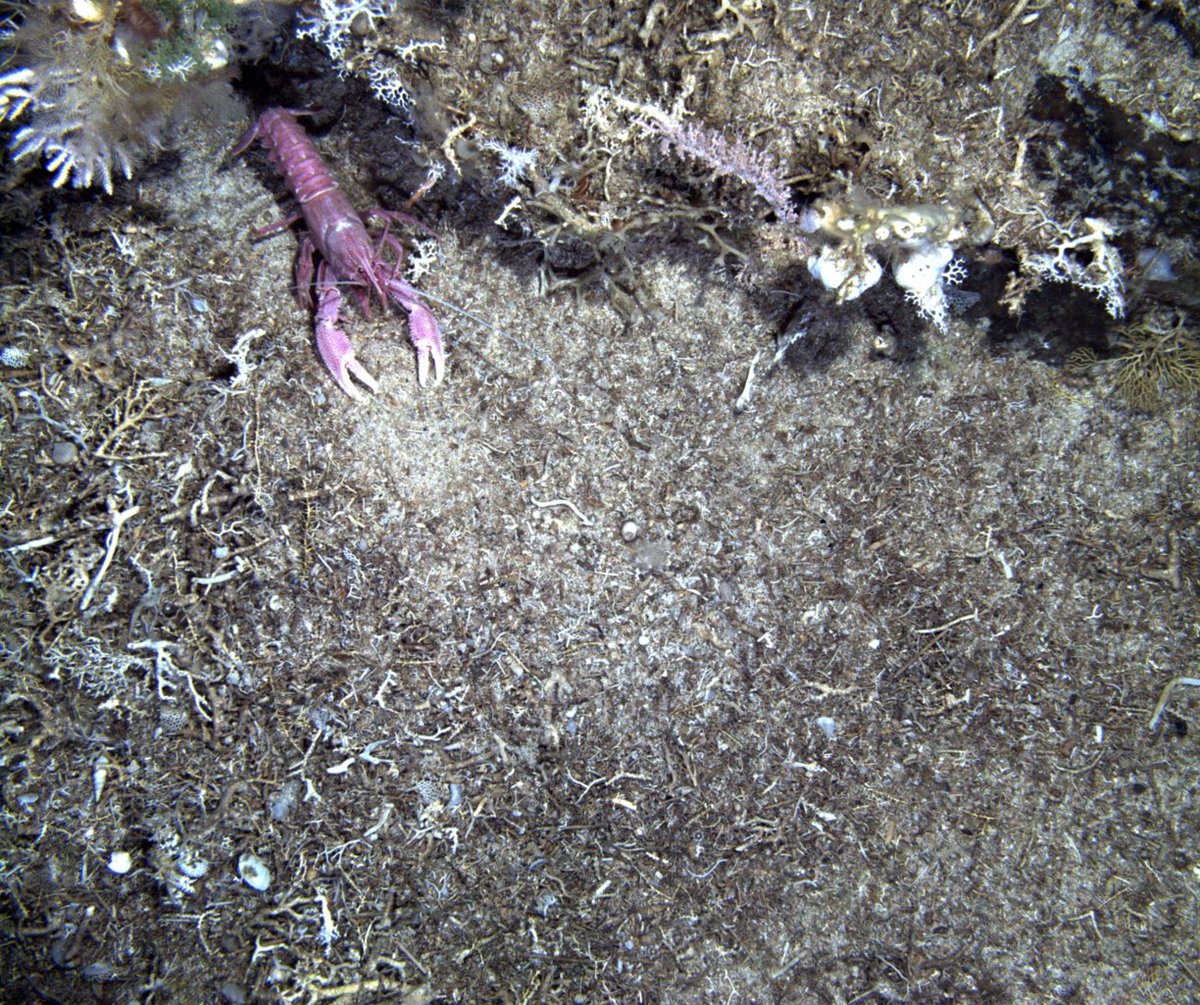 SAERI_FI's tweet photo. SAERI is currently analysing the data collected from our amazing expeditions in 2018 & 2020 aboard the #JamesClarkRoss to the #BurdwoodBank. So much life! Octopus, cup corals, lobster, wiry bottlebrush gorgonian and so much more not shown in these few pictures. https://t.co/1lYMwnJHV3