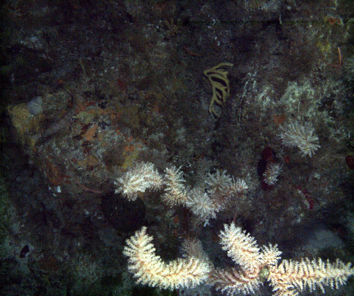 SAERI_FI's tweet photo. SAERI is currently analysing the data collected from our amazing expeditions in 2018 & 2020 aboard the #JamesClarkRoss to the #BurdwoodBank. So much life! Octopus, cup corals, lobster, wiry bottlebrush gorgonian and so much more not shown in these few pictures. https://t.co/1lYMwnJHV3