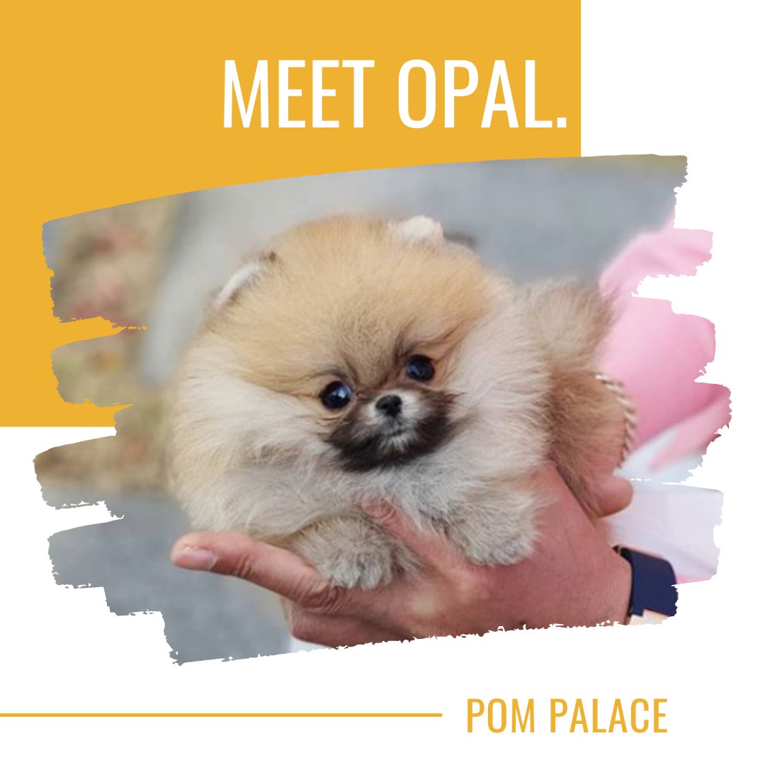 PalacePom's tweet photo. Email: sales@pompalace.ca
WhatsApp: +1 604 379 9974
Website: https://t.co/yiRJm4zp9g

🐾 Are you ready to bring the joy of a pomeranian puppy into the lives of your loved ones and yourself? We've been successfully shipping our pups worldwide for almost a decade! 👐 
Small https://t.co/ckjL8fFUo0