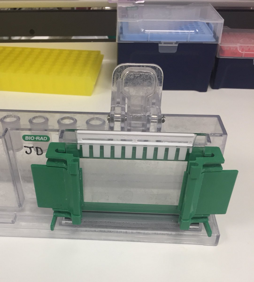 EditorKatie's tweet photo. Cast my first western blot gel in... 15 months this morning!! And quite soon after cast my second (first one leaked 😂) feels great to be back in the game though! #newpostdoc #AcademicChatter https://t.co/038R92GU2Q