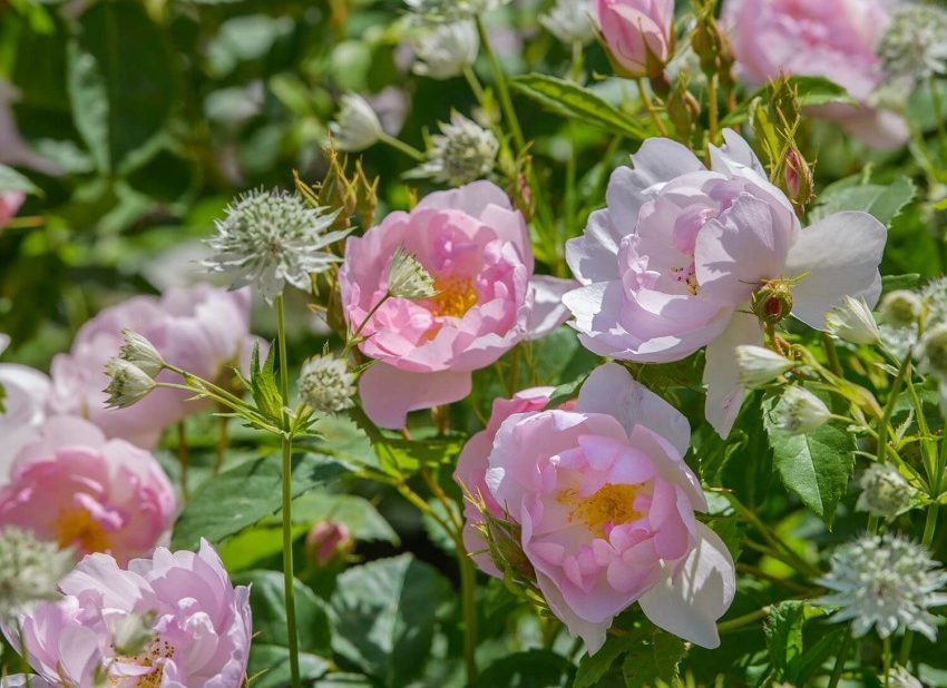 We asked two rose experts from David Austin Roses and Harkness Roses to recommend some repeat-flowering garden roses that produce exquisite blooms. theenglishgarden.co.uk/plants/_repeat…

#gardening #garden