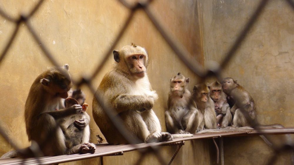 Long-tailed macaques on breeding farm, Vietnam; credit: Cruelty Free International