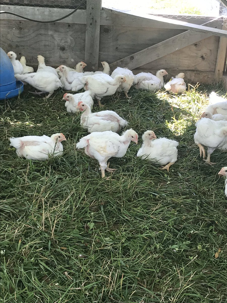 PastureHill's tweet photo. Have you ever wondered what #pasturedpoultry really means? For us it means this; sunshine, green grass, fresh air and moving to a new piece of ground EVERY DAY. #happychickens #supportlocal #knowyourfarmer #freerange https://t.co/dw0DU1sxBi