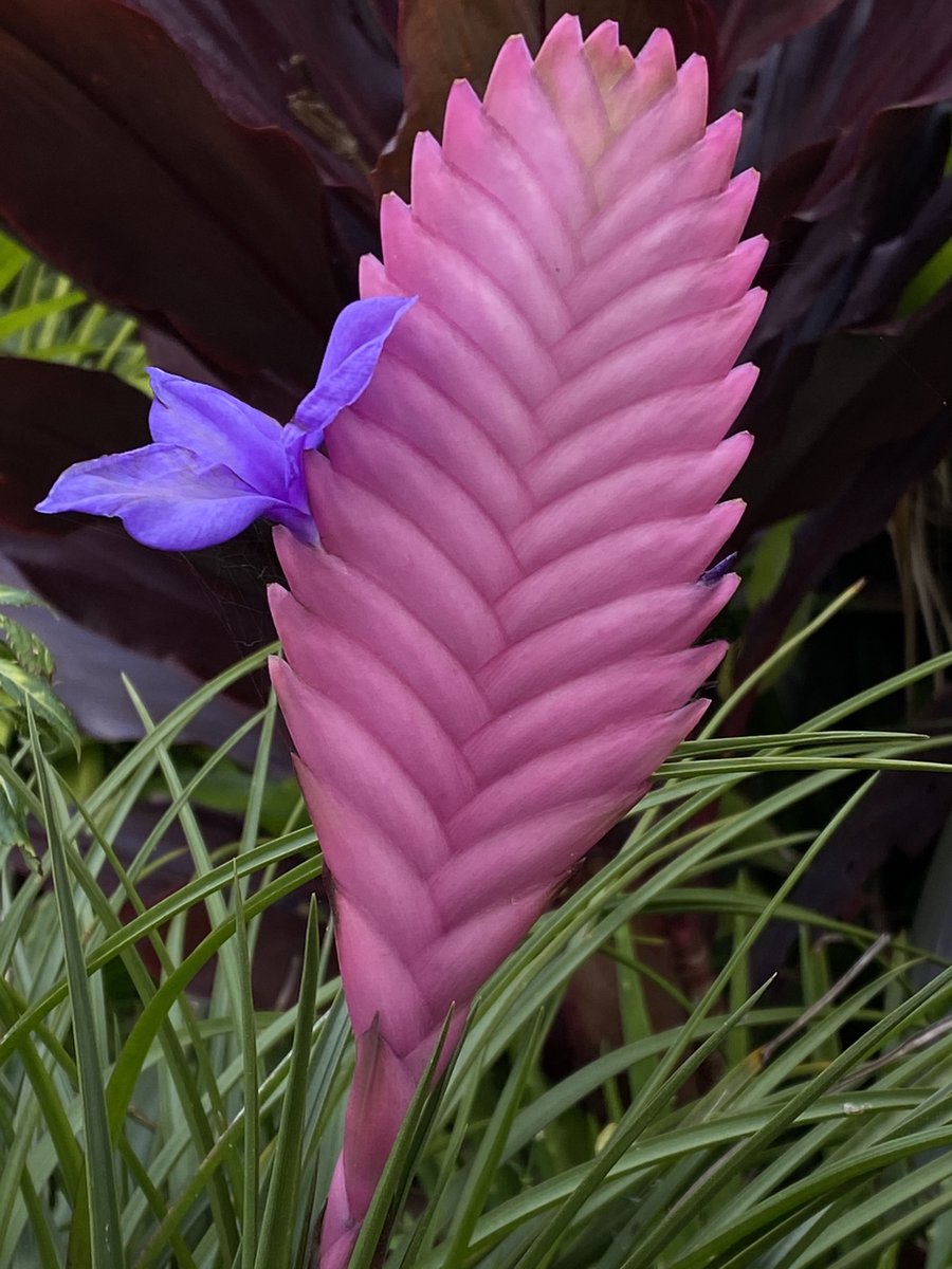 s_westerly's tweet photo. Flower Upon Flower
#Tillandsia #Cyanea #Flower #Nature #Tropical #ThePhotoHour #TwitterNatureCommunity #NaturePhotography #photography #NaturalWorld https://t.co/72JzYrh5bl