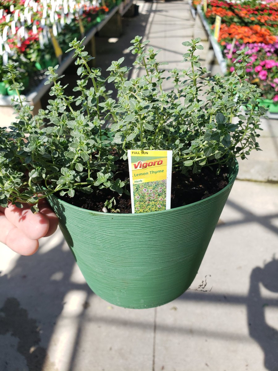 Gary_PBF's tweet photo. SoFlo Home Depot's Look 👀
Nothing says #FreshHerbs like our wide range of #Herbs in our 6in #Herbcontainers! Brought to U from #TeamPureBeauty & #HomeDepot.
Come in & get into #cookingwithfreshHerbs.@anavarro52069 @bjryan3 @PBFmedia https://t.co/zYFRDr84gl