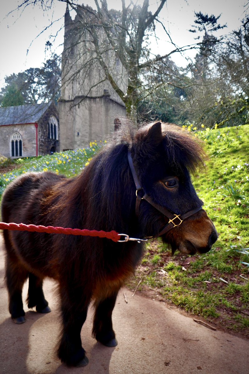 celebrity_pony's tweet photo. Beautiful picture of Patrick the pony #theapy #beautiful #ThisMorning #BestFriend https://t.co/imOEzAf49x