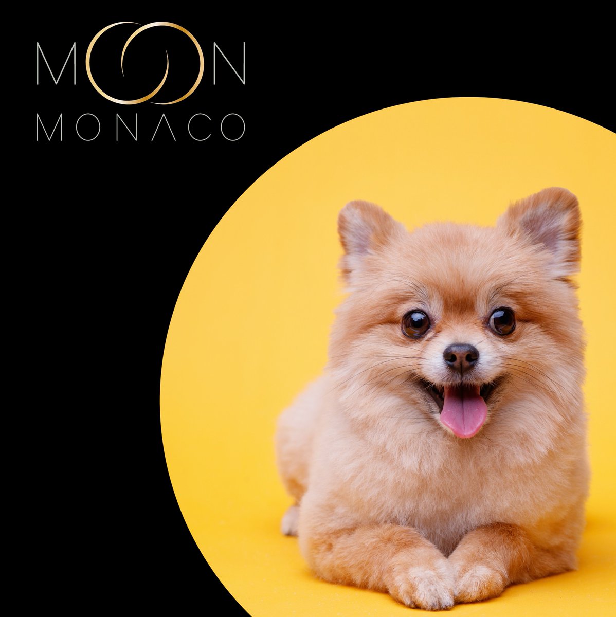 moon_monaco's tweet photo. #feelgoodinstant #staysafe

#finejewelleryforpets #fashionforpets #moonmonaco #18caratgold #monaco #design #pets #dog #dogs #puppy #doglife #doglover #doglovers #dogsofinstagram #dogstagram #dogsofinsta
#pomeranian #pomeranianpuppy #pomeraniansofinstagram #spitz #spitzlovers https://t.co/2uMpRZpUF0