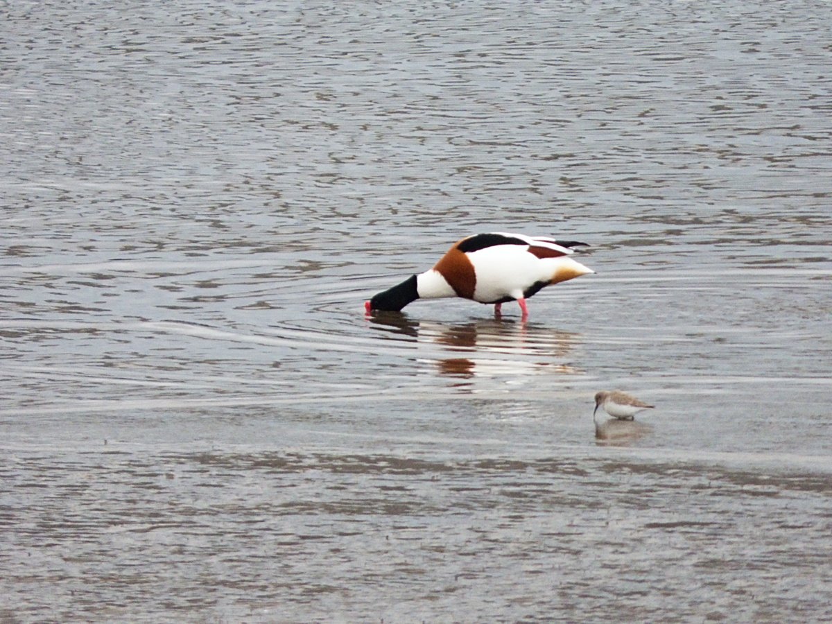 ccbigcam's tweet photo. Shelduck towers above what I think are a group of Little Stints??
#ShelDuck #LittleStints #PortEdgar
#Twitternaturecommunity
@RSPBScotland
@RSPBEdinburghLG
@Natures_Voice
@NatureUK https://t.co/5aX7pk2Bu1