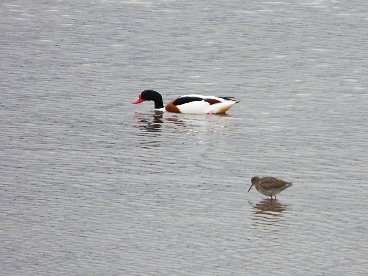 ccbigcam's tweet photo. Shelduck towers above what I think are a group of Little Stints??
#ShelDuck #LittleStints #PortEdgar
#Twitternaturecommunity
@RSPBScotland
@RSPBEdinburghLG
@Natures_Voice
@NatureUK https://t.co/5aX7pk2Bu1