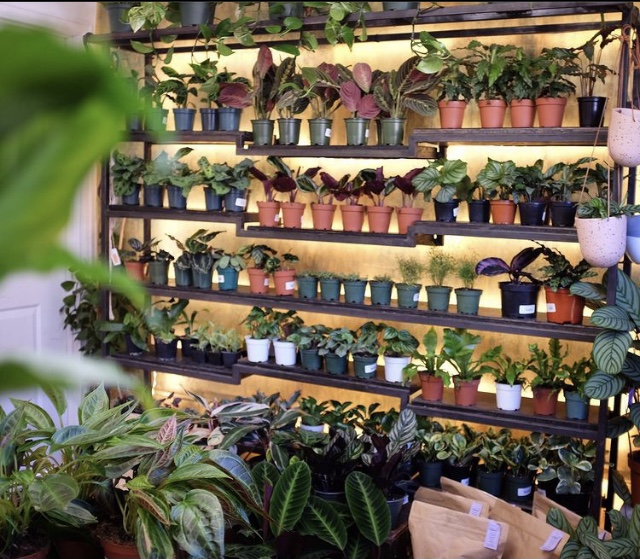 RiNoArt's tweet photo. Make all your plant dreams come true @rerootgardens!

#rinoartdistrict #fivepoints #globeville #cole #elyria #swansea #madeinrino #rinodistrictdenver #keeprinowild #rinoartists #shoplocal #buylocal #supportartists #womanowned #supportwomanowned https://t.co/NMZ52U23vj