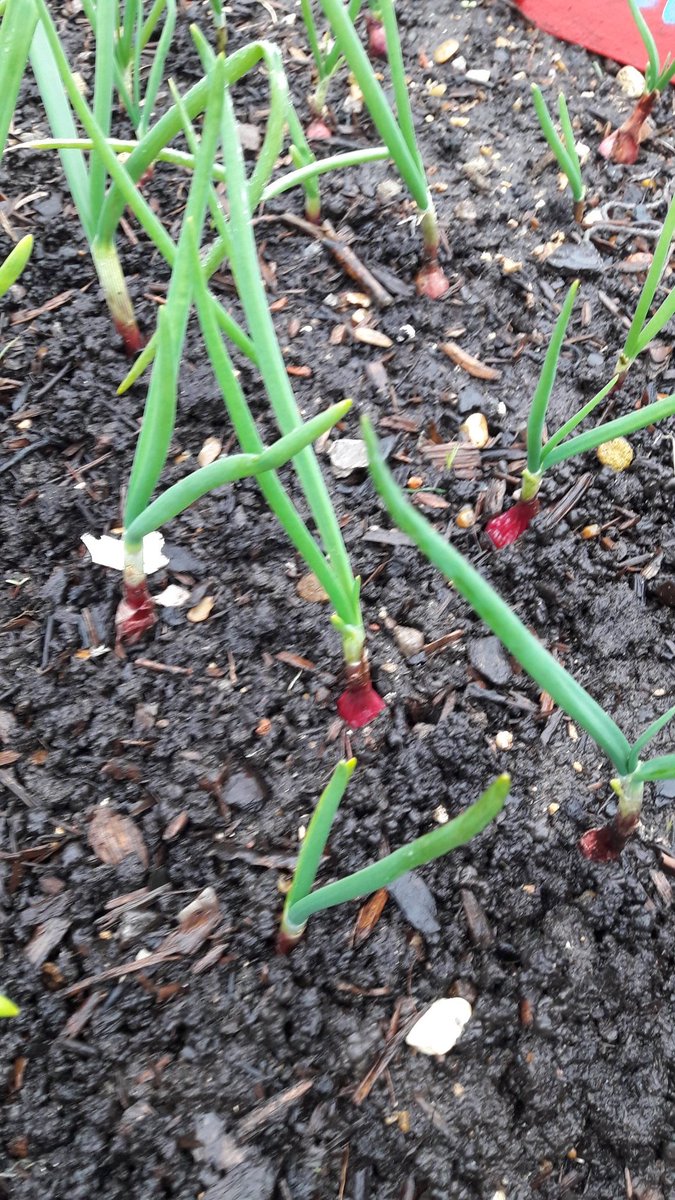 AtManorfield's tweet photo. What's growing in our edible playground this week? 

🌻 swiss chard coming back after the Winter
🌻 purple - sprouting broccoli 
🌻 over - wintered red onions 
🌻 lots of lettuce

@ManorfieldPri  #growfood #schoolgardening https://t.co/qkZshLIhlv