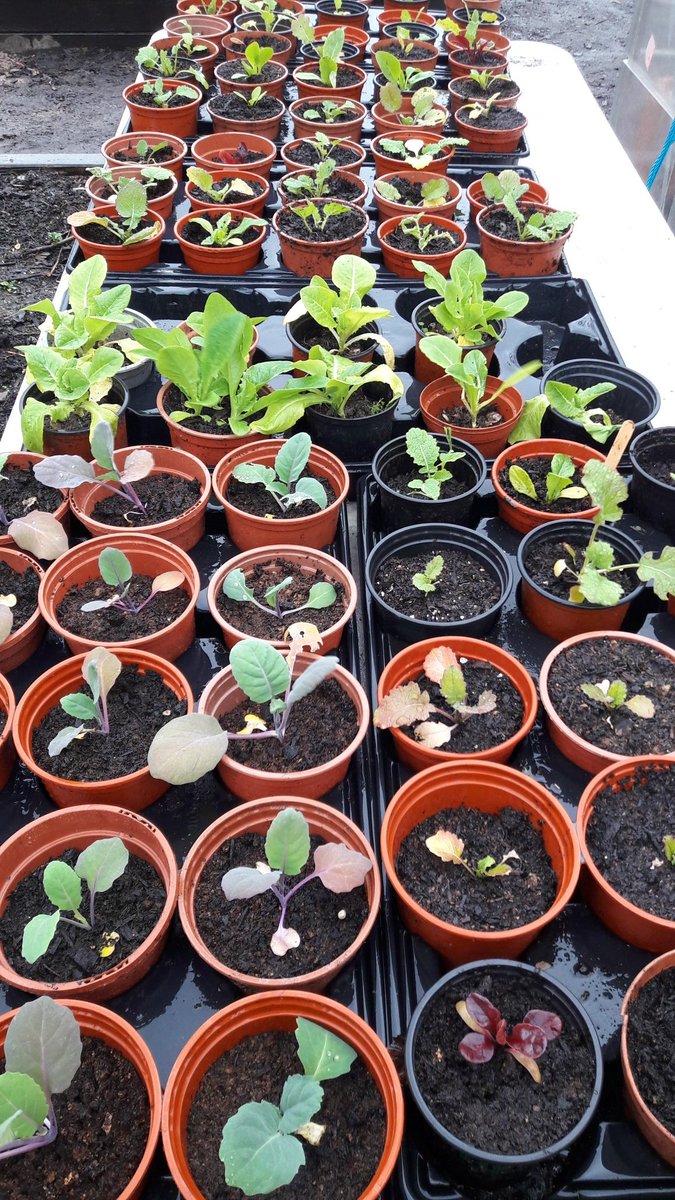 AtManorfield's tweet photo. What's growing in our edible playground this week? 

🌻 swiss chard coming back after the Winter
🌻 purple - sprouting broccoli 
🌻 over - wintered red onions 
🌻 lots of lettuce

@ManorfieldPri  #growfood #schoolgardening https://t.co/qkZshLIhlv