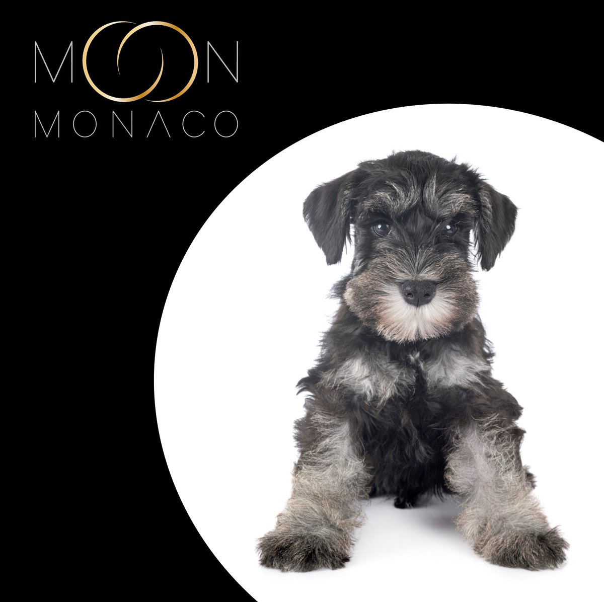 moon_monaco's tweet photo. #feelgoodinstant #staysafe

#finejewelleryforpets #fashionforpets #moonmonaco #18caratgold #monaco #pets #dog #dogs #puppy #doglife #doglover #doglovers #dogsofinstagram #dogstagram #dogsofinsta
#schnauzer #schnauzersofinstagram #schnauzerlove #schnauzerpuppy #miniatureschnauzer https://t.co/3Cs5W5B9N8