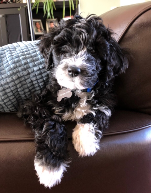 npffpn's tweet photo. Cette semaine, nous vous présentons Banks, un Aussiedoodle de six mois qui adore les pommes, faire des promenades et se faire masser. Continue ton bon travail, Banks! #npffpn #animauxdelafpn 2/2 https://t.co/VQnbs1Sjne