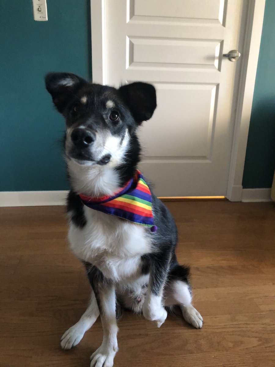 MilitzaBoljevic's tweet photo. Thumper, Thumperino, Thumperoo turns three today 🎉 he has requested that I show his most handsome pictures and that I insist he is still a good boy even though he tripped me this morning while going after a cold-cut on the sidewalk 🐶 https://t.co/PjDzzAFpbk