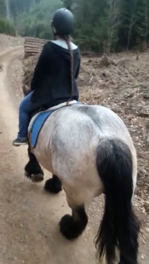 voici_Sandra's tweet photo. On the road whit 1 hp 🤪😉  #horse #horselove #timeout #ridingisgoodforthesoul #belgische #ardenner https://t.co/TmSKf20cvm