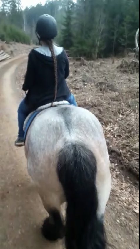 voici_Sandra's tweet photo. On the road whit 1 hp 🤪😉  #horse #horselove #timeout #ridingisgoodforthesoul #belgische #ardenner https://t.co/TmSKf20cvm