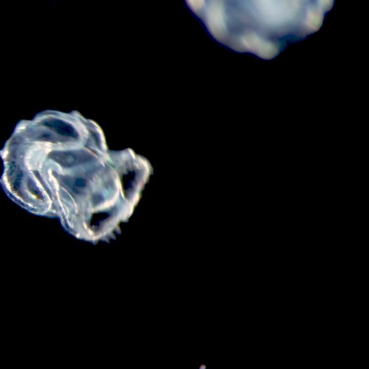 cifonauta's tweet photo. Tornaria larva.

📷 Alvaro Migotto 

#larva #tornaria #cebimar #biodiversity #biodiversidade #enteropneusta #zooplancton #zooplankton #sealife #hemichordata #marinebiology https://t.co/ZsseKW97Lv https://t.co/iQOHoxVQx0