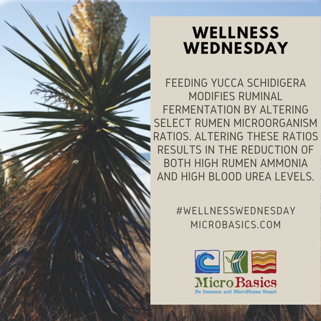 MicroBasics's tweet image. Wellness Wednesday: Feeding Yucca Schidigera

#WellnessWednesday #yucca #microbasics #immunity #microbiome #natural #solutions #feedgooddogood #guthealth #converge #dairy #beef #poultry #aquaculture #chickens #calves #sheep #goats #pigs #health #gobacktobasics #wellness