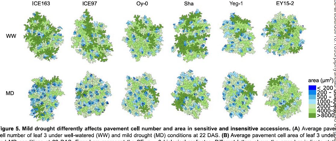 Distinct Cellular Strategies Determine Sensitivity to Mild Drought of Arabidopsis Natural Accessions (Ying Chen, Marieke Dubois, Mattias Vermeersch, Dirk Inzé, Hannes Vanhaeren) #LeafGrowth #Drought #PlantSci <a href="/Ying_CHEN_91/">Ying Chen 陈颖</a> <a href="/InzeDirk/">Dirk Inze</a> academic.oup.com/plphys/advance…