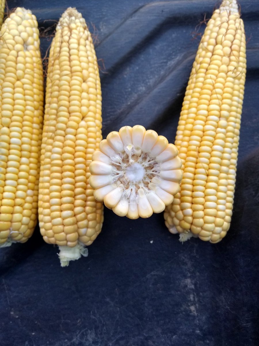 Brunomacchi5's tweet photo. Ensayo comparativo de rendimientos por Kg de Nitrógeno aplicado
Cliente de nuestro distribuidor #Agrohernando
Híbrido #Acrux Pwu
@ALZ_Agro 
@ALZAgroMercados https://t.co/FHFJeLlfNH