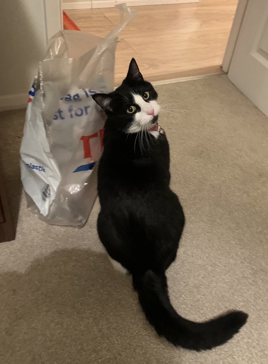 My girlfriends beautiful cat Jessie has gone missing since yesterday am.  Can anyone who lives around Datchet Village Centre keep an eye out for her and check gardens and garages.  Most unlike her to be out like this and we want her back.  <a href="/dvfc/">Datchet FC</a> <a href="/dvfc2/">Datchet FC’s Sunday Reserve Team</a> <a href="/datcheteye/">datcheteye</a>