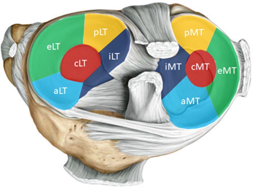 Bone & Joint Research tweet media