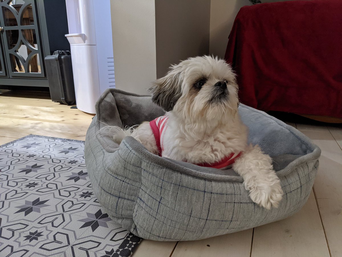 Just relaxing, waiting for my hooparents to get off work so we can go for a walk!