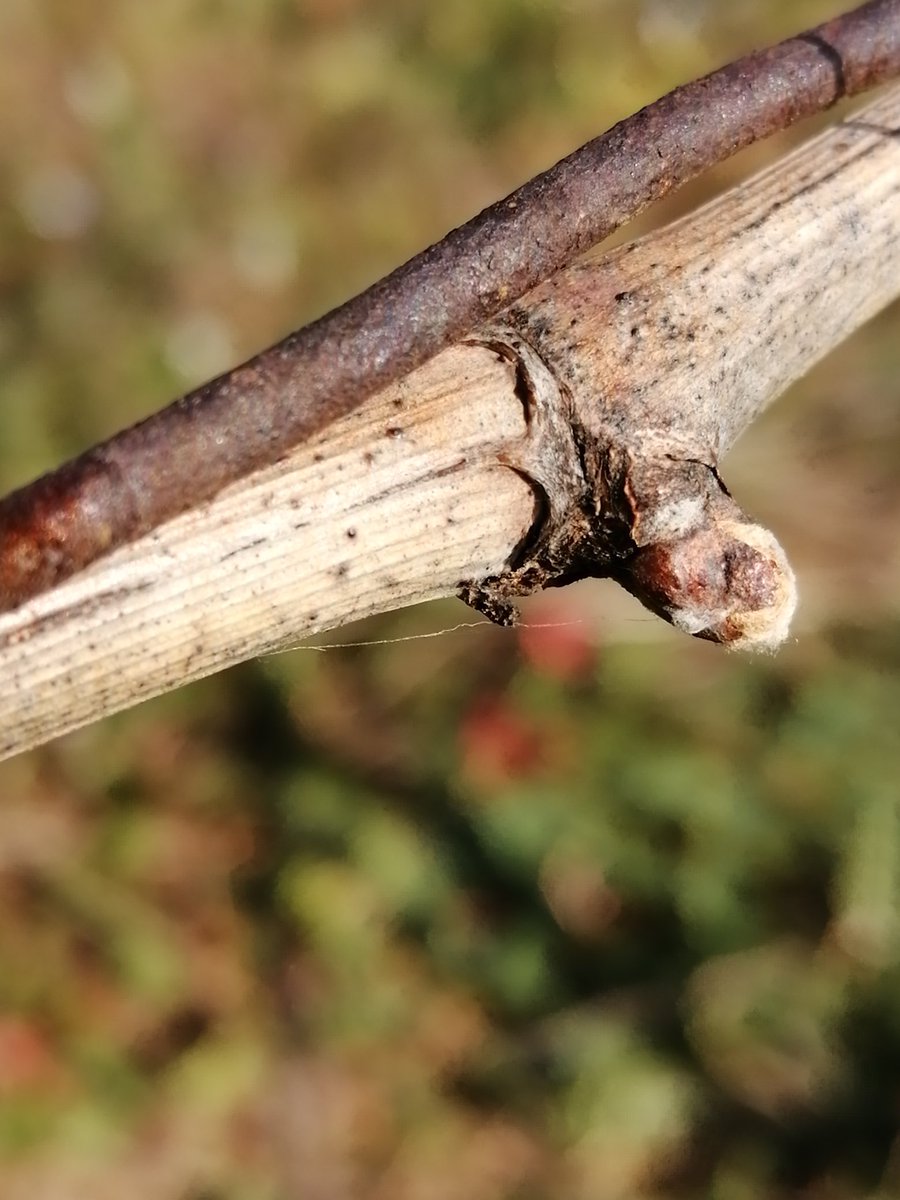 Les bourgeons pointent leur nez.👍
Et j'ai même vu la vigne pleurer (écoulement de sève)... même si c'était encore furtif. 😏Signes de réveil et de début du cycle végétatif.🌱🌝
#beaujolais #gogamaygo #lavignecontinue #wine #FrAgTw #printemps