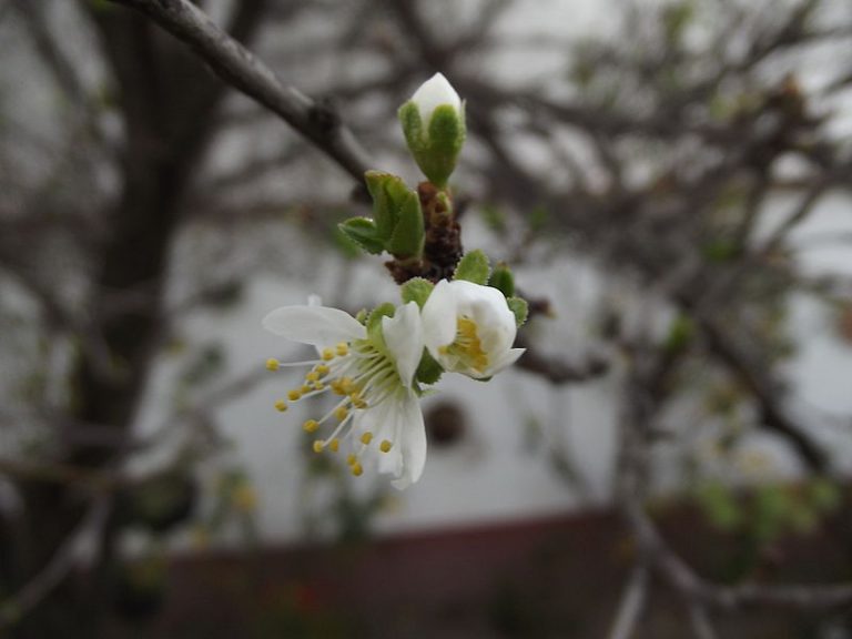fruittoday's tweet photo. La campaña de hueso arranca con una buena floración en las zonas tempranas @FEPEX_EU @Afruex_ex #APOEXPA @aeamde @Afrucat #A
#Arifrut #ASOCIAFRUIT https://t.co/dzU4SFrDSk https://t.co/GHdeH13j1y