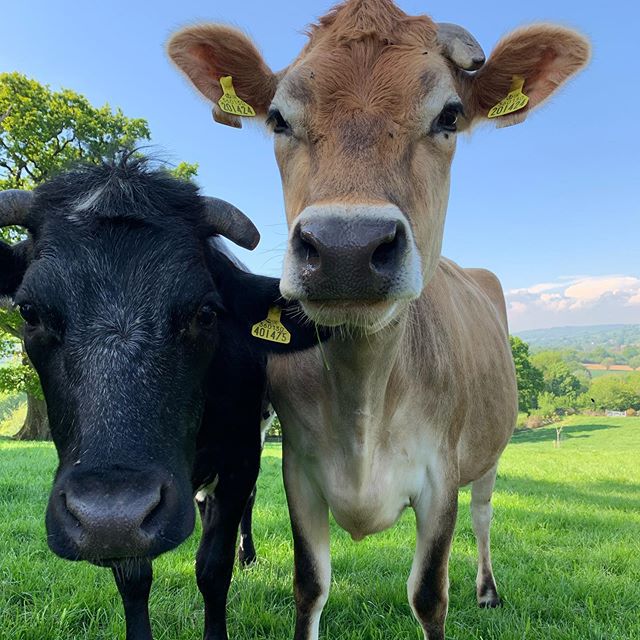 andrewshayesA35's tweet image. Devon isn&apos;t just cows and fields!
@devontouraward #visitdevon #greatdevondays #visitdevon_biz