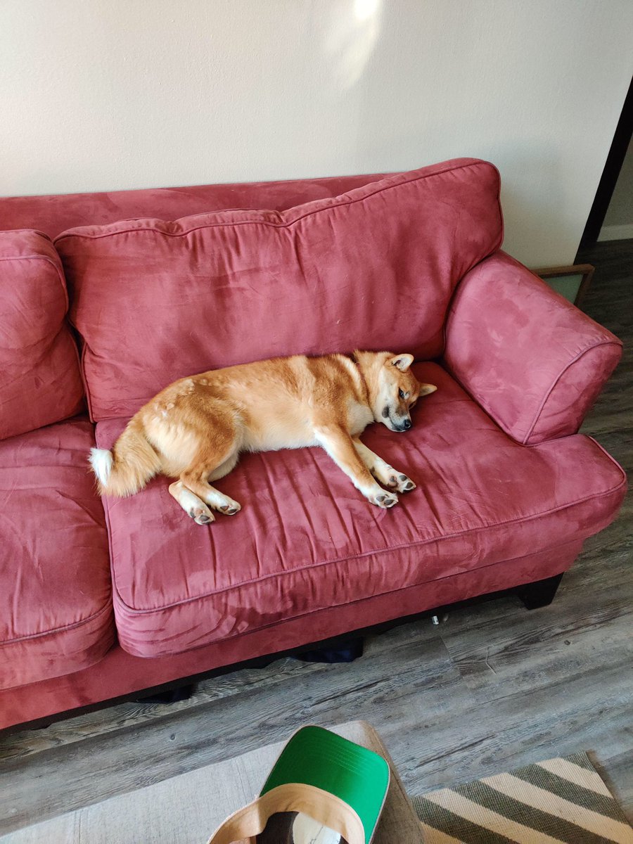 loganmariereed's tweet photo. Penny girl deserves a Twitter post of her own (&amp; I’m sure it won’t be the last) 

🥰🥰🥰🥰🥰🥰 https://t.co/sJXBaMysC9