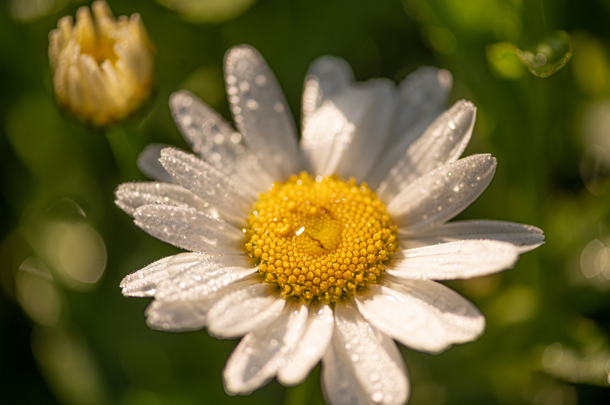 Harding Honors College tweet media