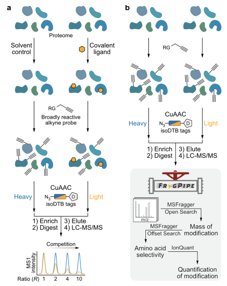 CovalentMod's tweet photo. Profiling the Proteome-Wide Selectivity of Diverse Electrophiles https://t.co/GaxlVH8ie1 https://t.co/S3kKsmgQW0