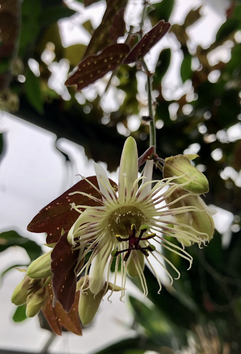 2 Passiflora spp. - 2 pollination syndromes - P. contracta (left) only the 2nd time this 🦇 pollinated sp. has flowered <a href="/CUBotanicGarden/">Cam Botanic Garden</a> check out it’s funky androgynophore (stalk with stamens and stigma) like a head massager &amp; P. telesiphe (right) trad. 🐝 poll. sp. just as 😎