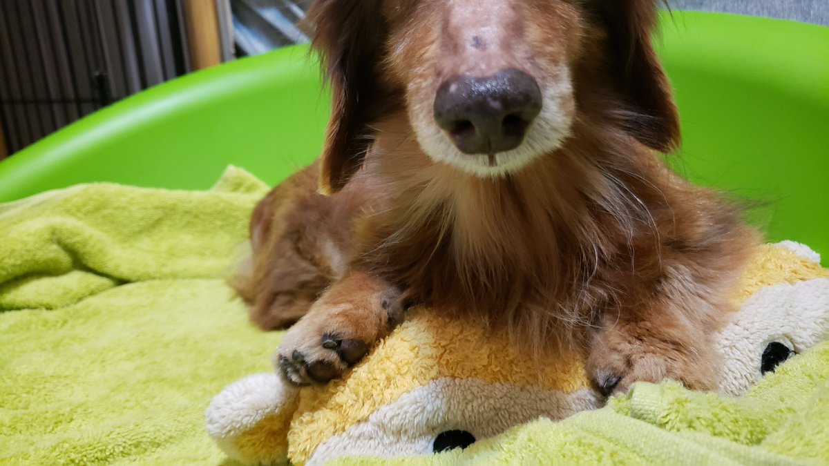 死ん だ 猫 に 謝り たい 死ん だ 猫 に 謝り たい