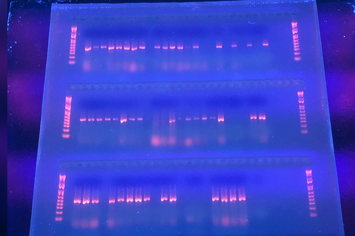 This is how @anna_scidoodles first #gelelectrophoresis turned out. Under #UVlight, we are visualizing #DNA of #bacteria isolated from lesions in #eels! #science #ScienceTwitter #sciencefun #labfun #WomenInSTEM #fishtwitter #fishdisease #eeltwitter #mentoring