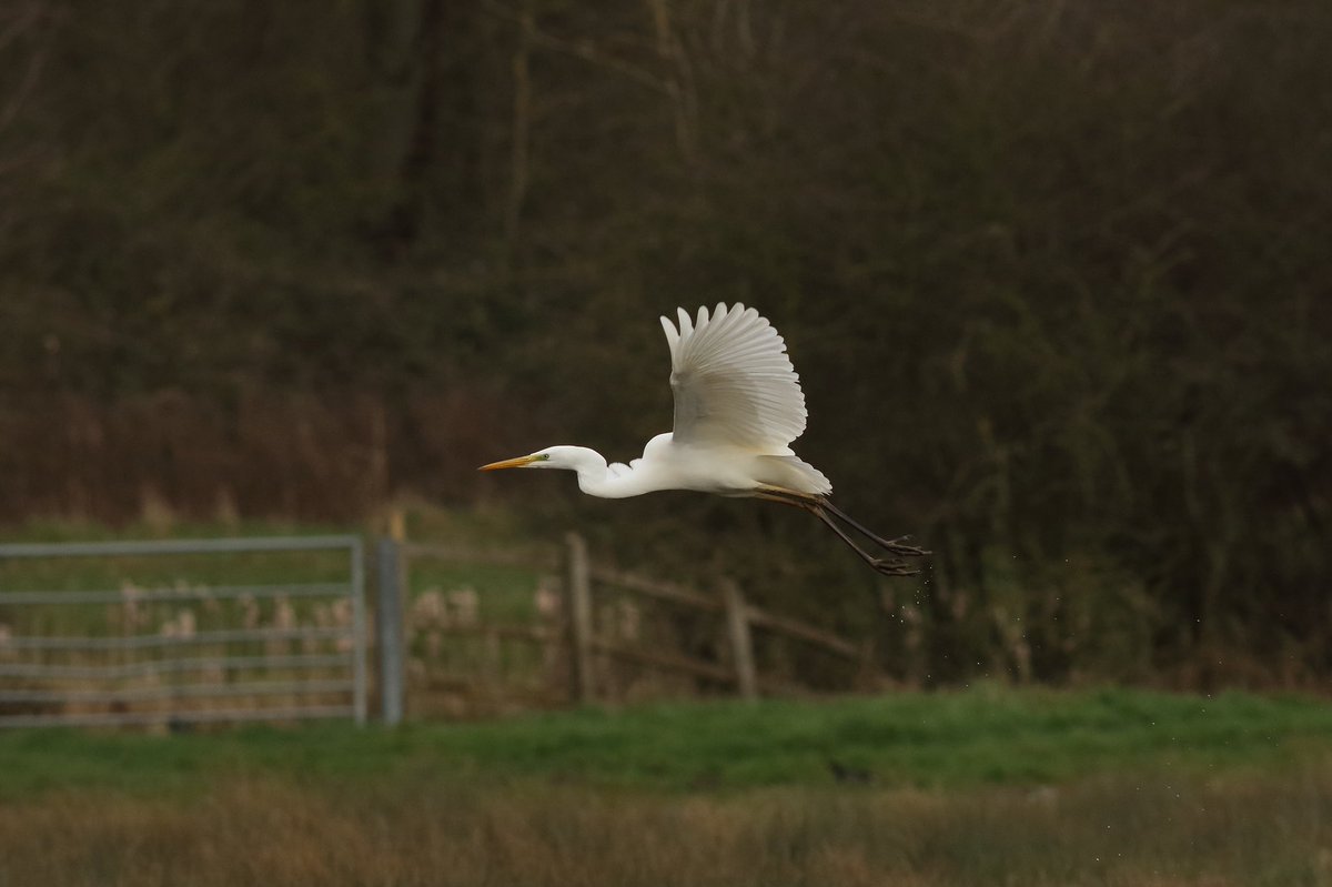 dwarren600's tweet photo. Great white egrets on a Wednesday. Can’t beat it. #greatwhiteegrets #NaturePhotography #nature #naturelovers #lovenature #WildlifeWednesday #photo #lovewildlife #BBCWildlifePOTD #bbcwildlife #bbcspringwatch #birdlife @LeeValleyPark @Natures_Voice https://t.co/TaHwn3ylnI