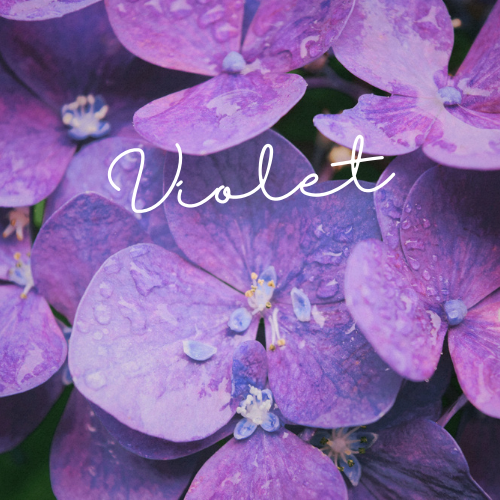 Plas Llanfair tweet media