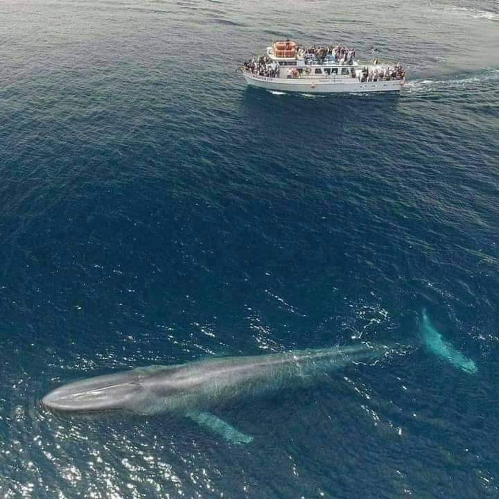 TouchUniverse1's tweet photo. The largest creature ever exist, The blue whale beside to a tourist boat⛴🐳 https://t.co/xITFFp1He7
